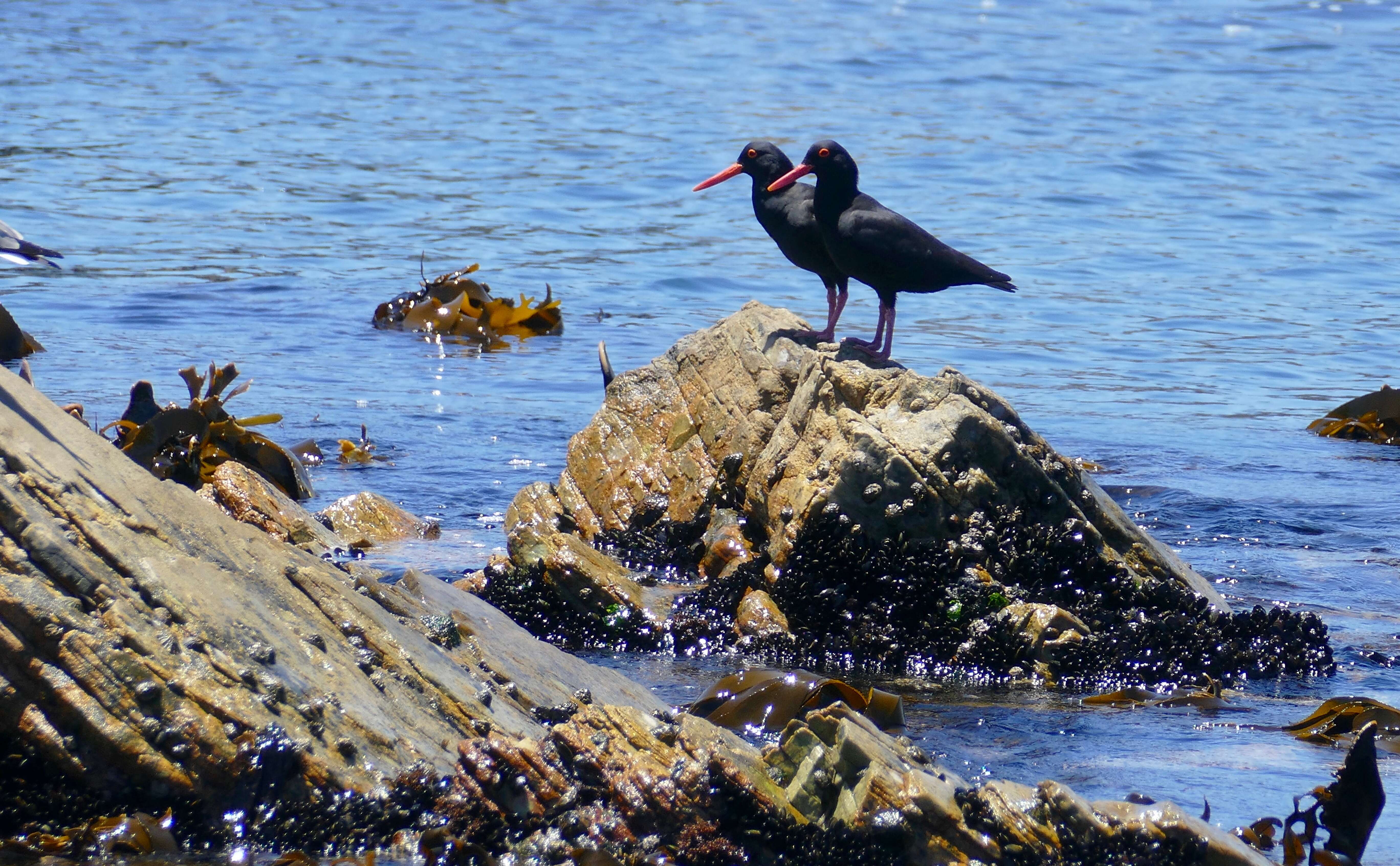 Haematopodidae resmi