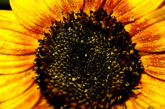 Image of sunflowers