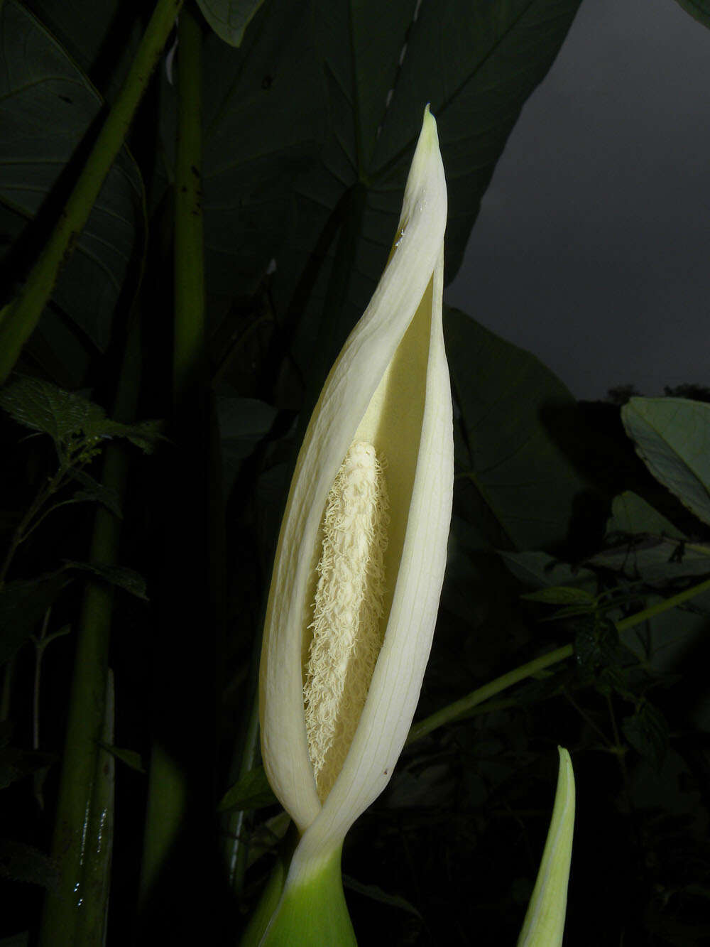 Image of elephant's ear