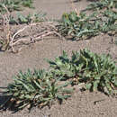 Image of Plantago macrorhiza Poir.