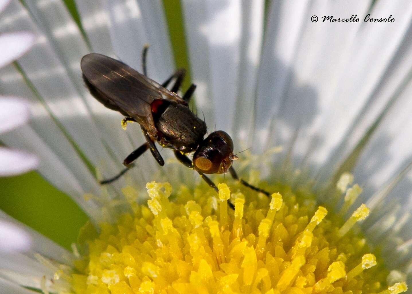 Imagem de Sciomyzoidea