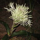 Image of Sansevieria kirkii var. kirkii