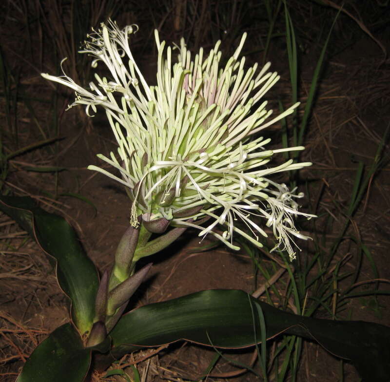 Image of Sansevieria kirkii Baker