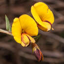 Image of Bossiaea cinerea R. Br.