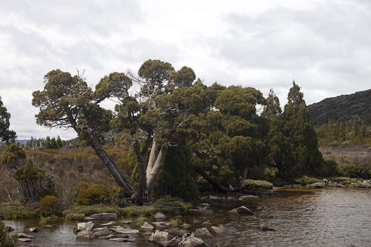 Image of Tasmanian cedars