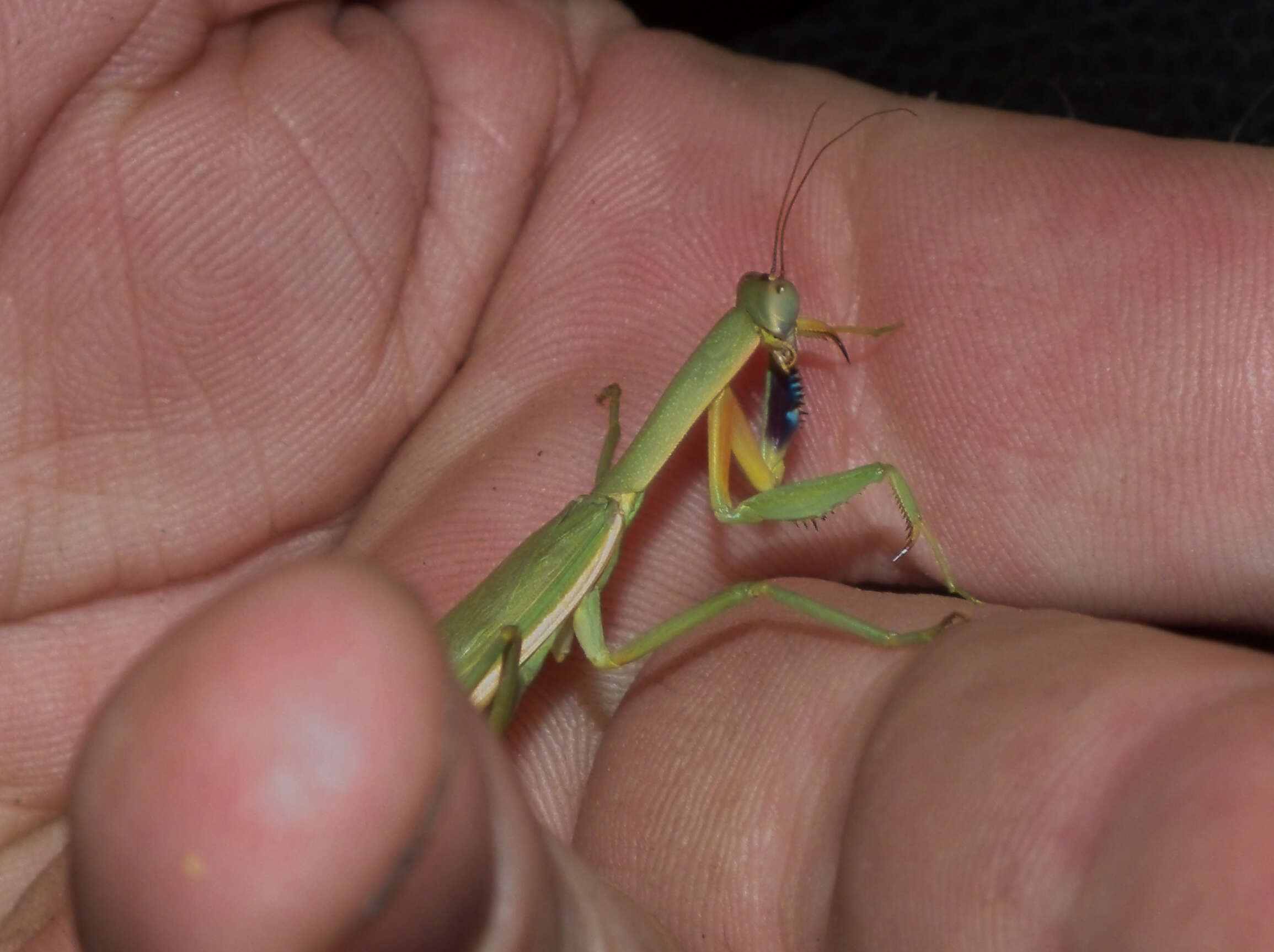 Image of praying mantises