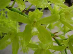 Imagem de Grammatophyllum scriptum (L.) Blume