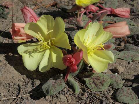 Image of woodyfruit evening primrose