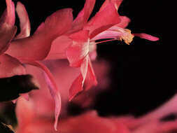 Image of schlumbergera