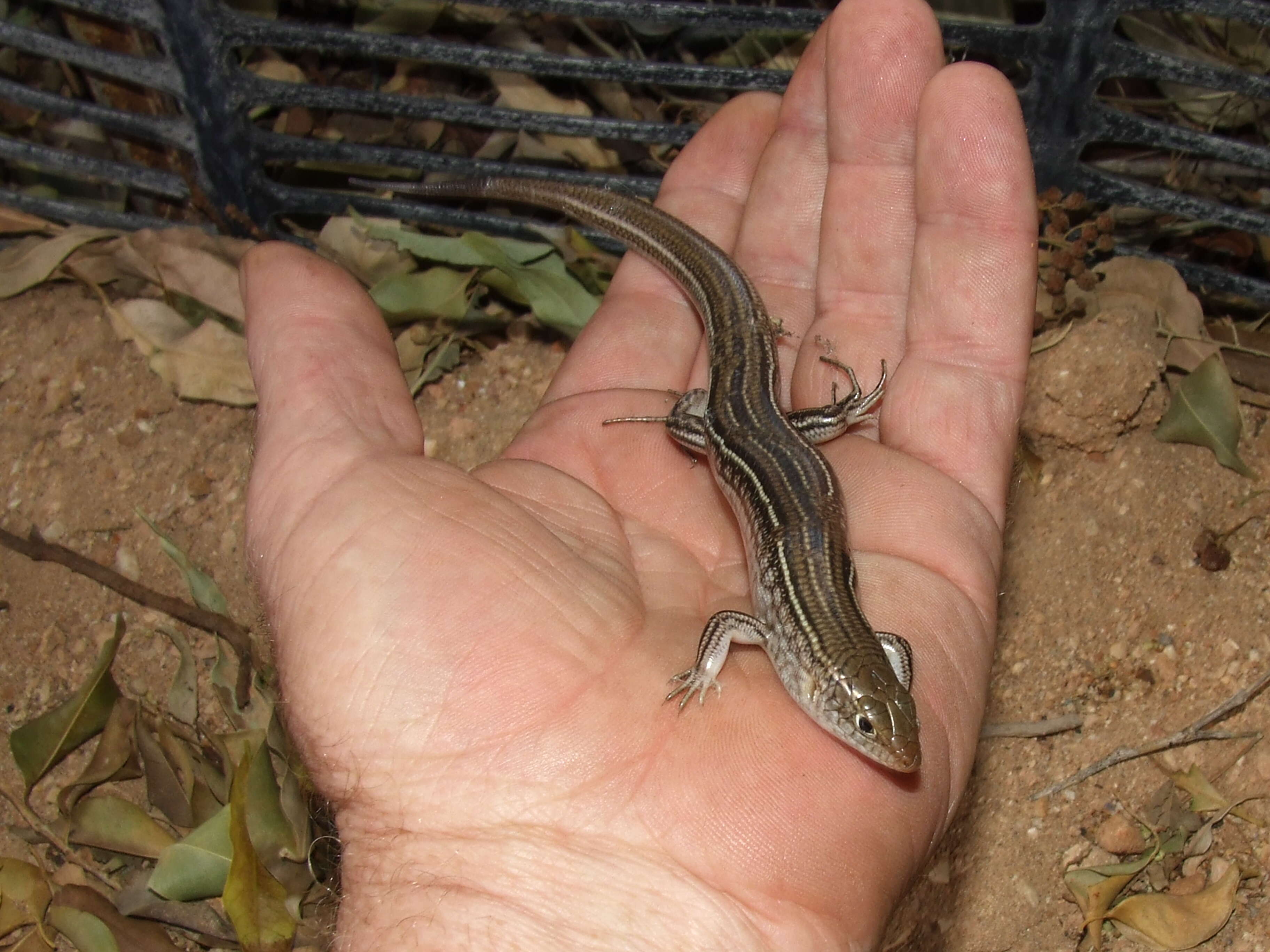 Image of Ctenotus Storr 1964