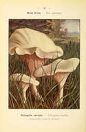 Image of Sweetbread mushroom