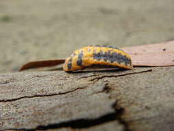 Image of giant scale insects