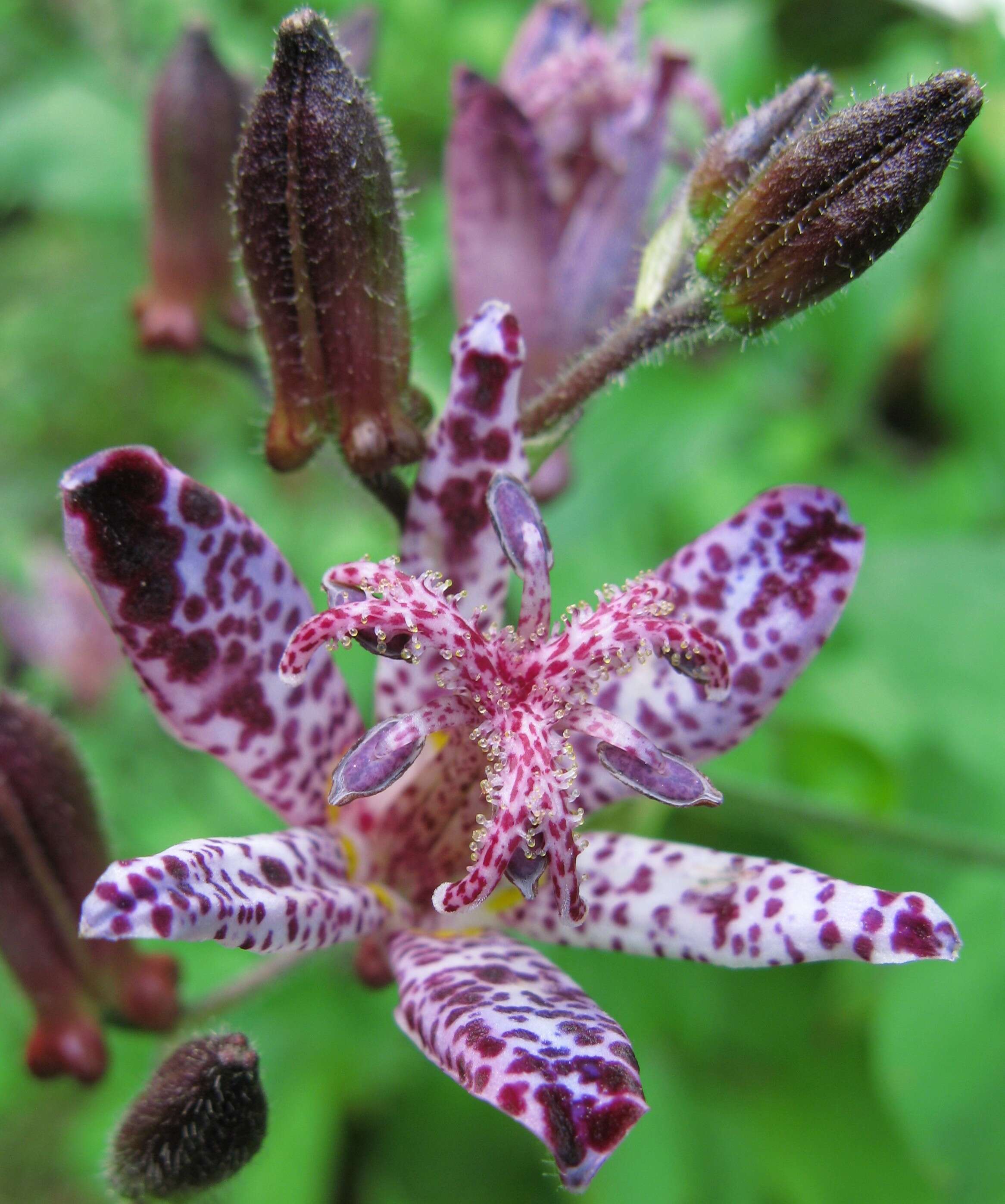 Image of toad lily