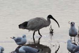 Image of Threskiornis Gray & GR 1842