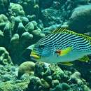 Image of Diagonal banded sweetlips