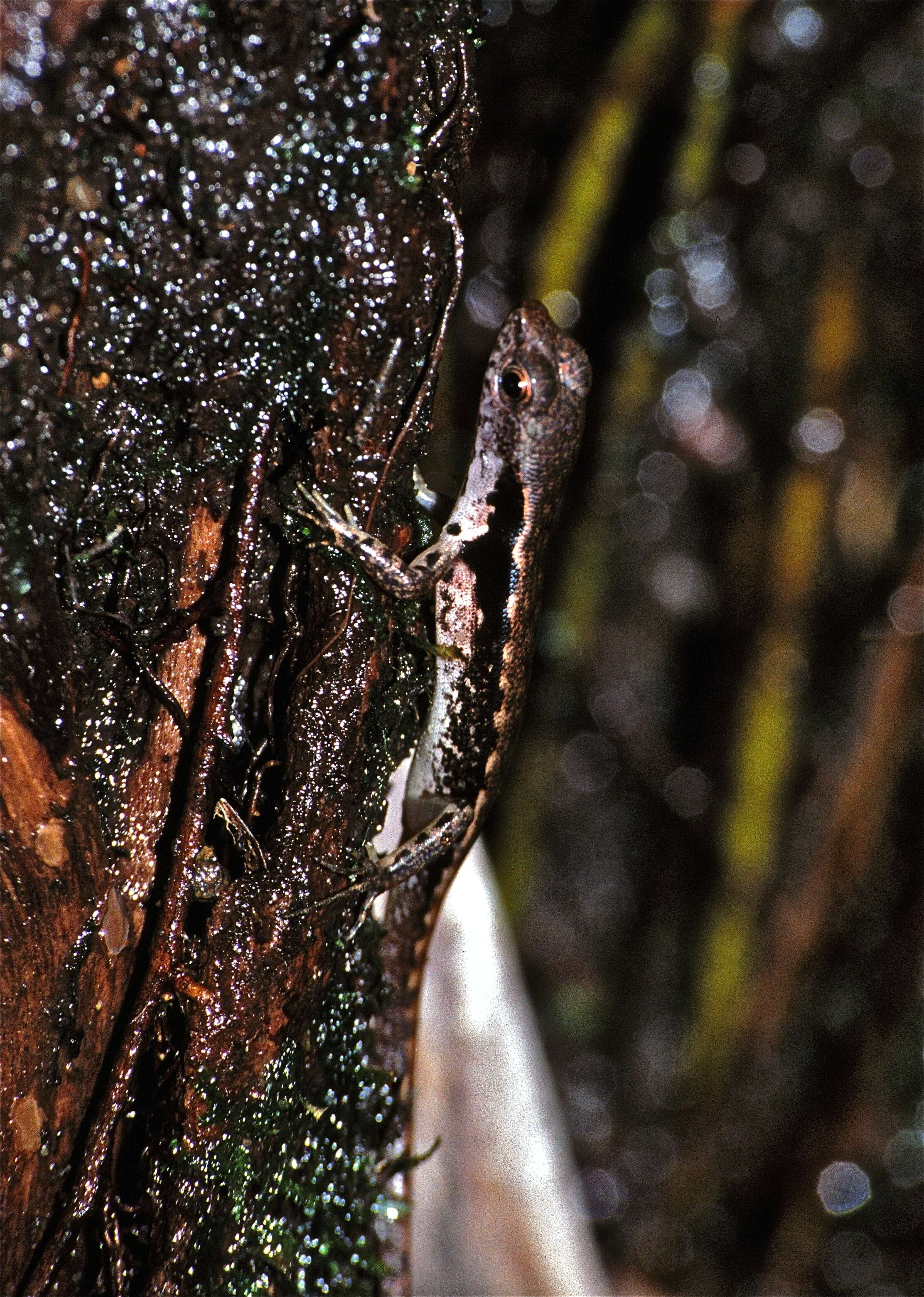 Image of common skink