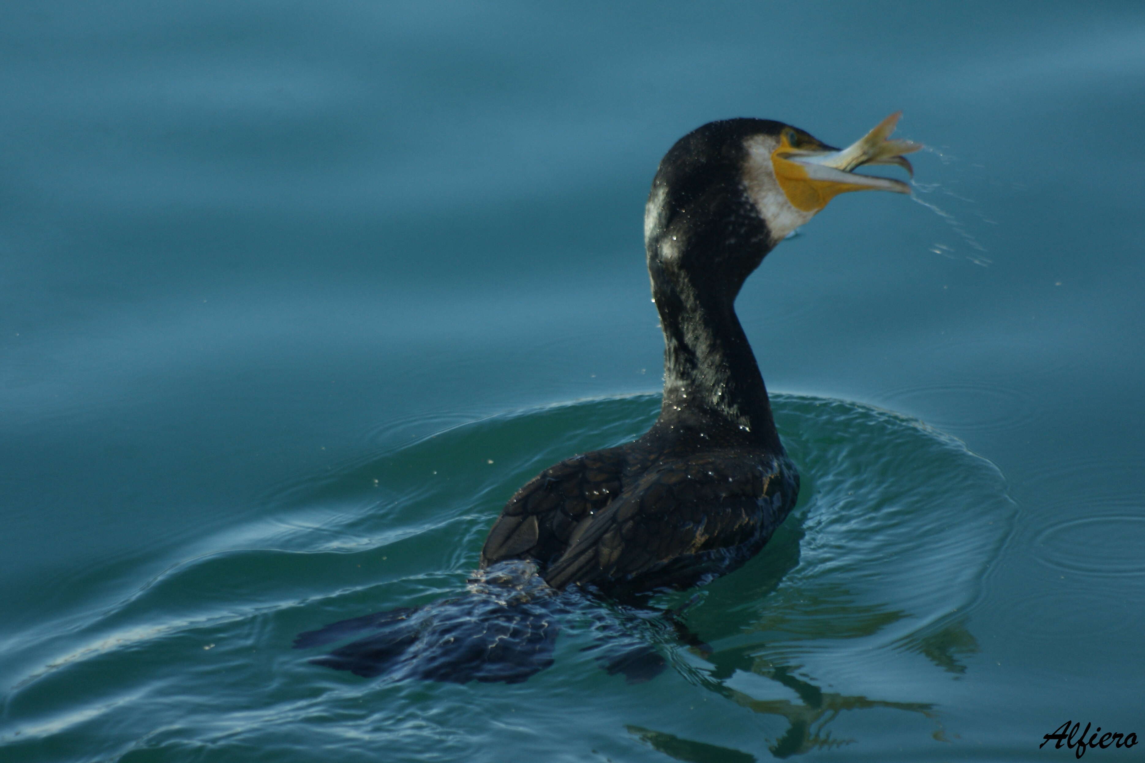 Imagem de Phalacrocorax Brisson 1760