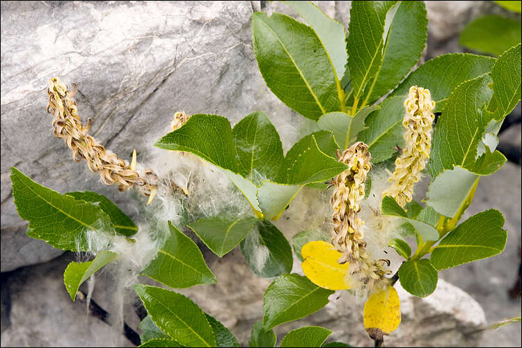 Image of Salix glabra Scop.