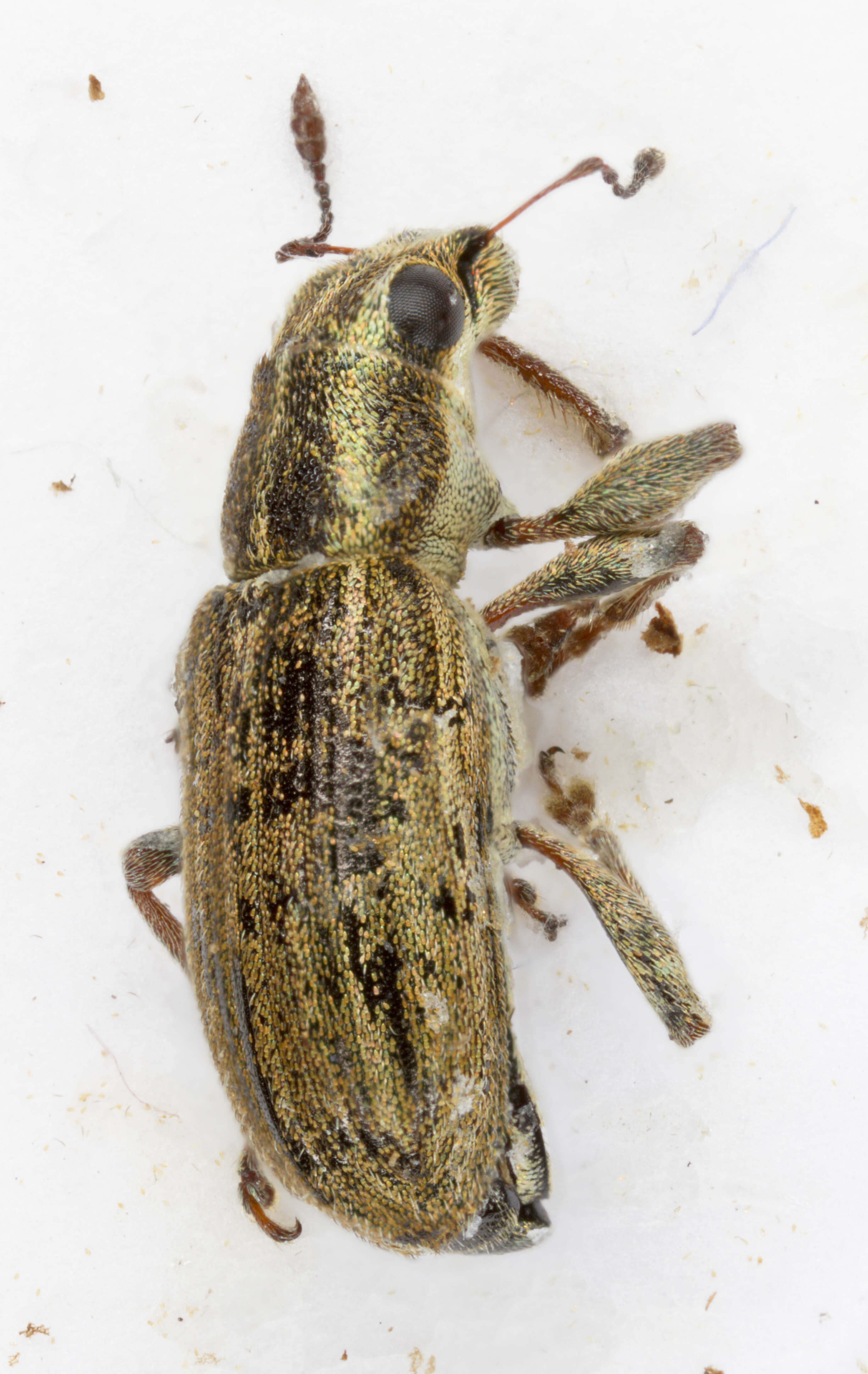 Image of Sweetclover Weevil