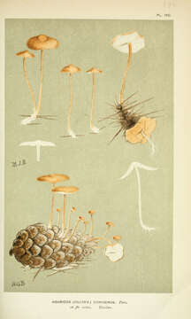 Image of Strobilurus conigenus (Pers.) Gulden 1966