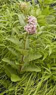 Image of milkweed