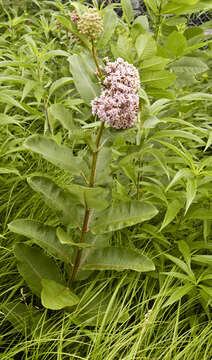 Image of common milkweed