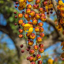 Image de Cassia moschata Kunth