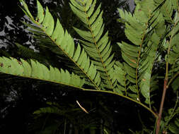 Image of Cojoba sophorocarpa (Benth. & Hook. fil.) Britton & Rose