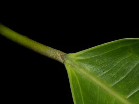 Ficus tonduzii Standl. resmi