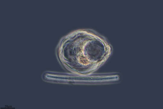 Image of Thecamoeba sphaeronucleolus (Greeff) Schaeffer