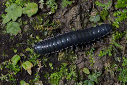 Image of Flat-backed Millipedes