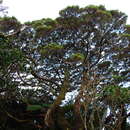 Image of Leptospermum polygalifolium subsp. howense J. Thompson