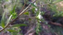 Image of Australian wild may