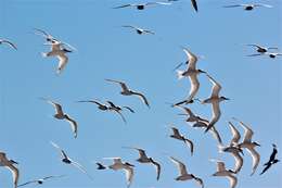 Image of Sandwich Tern