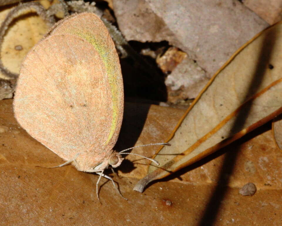 Image of Eurema