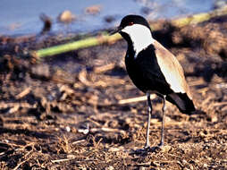 Image of Lapwing