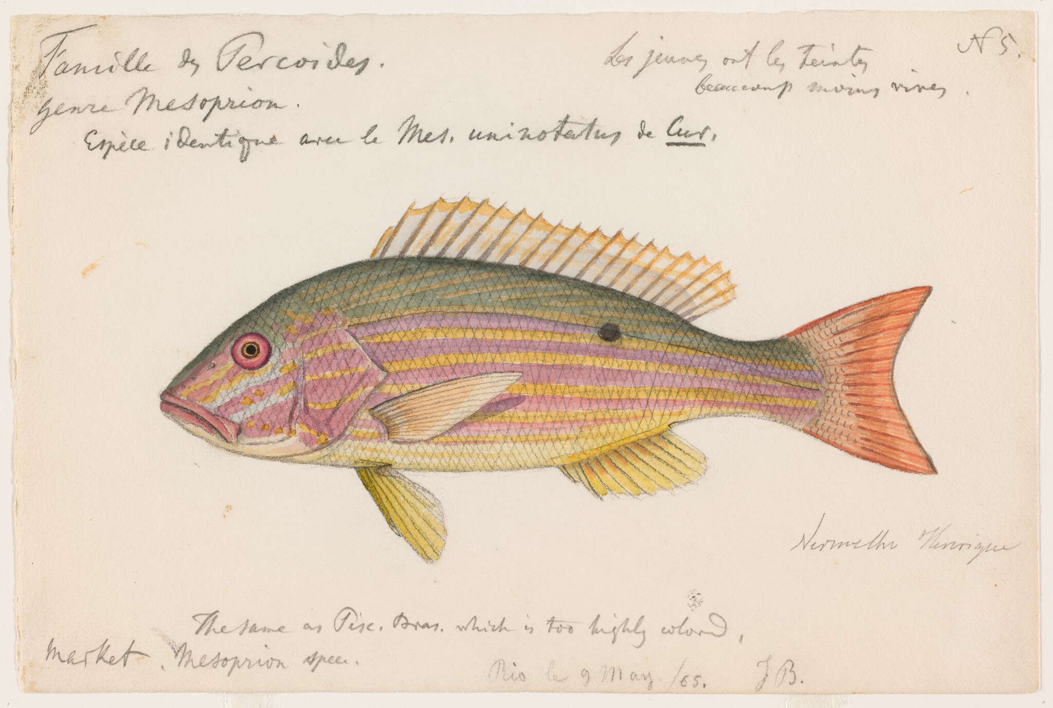 Image of Bream