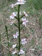 Image de Stylidium graminifolium Sw. ex Willd.