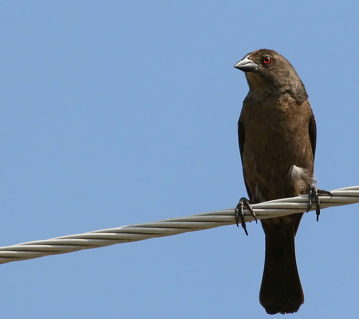 Image de Vacher bronzé