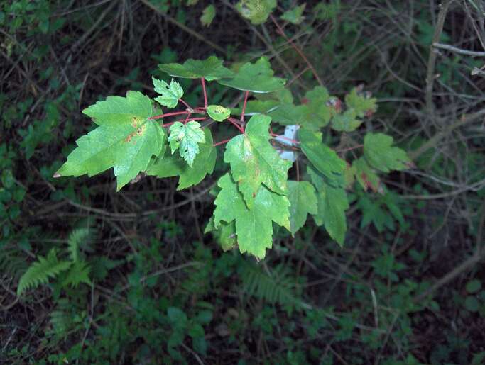 Image of Red Maple