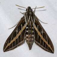 Hyles lineata (Fabricius 1775)的圖片