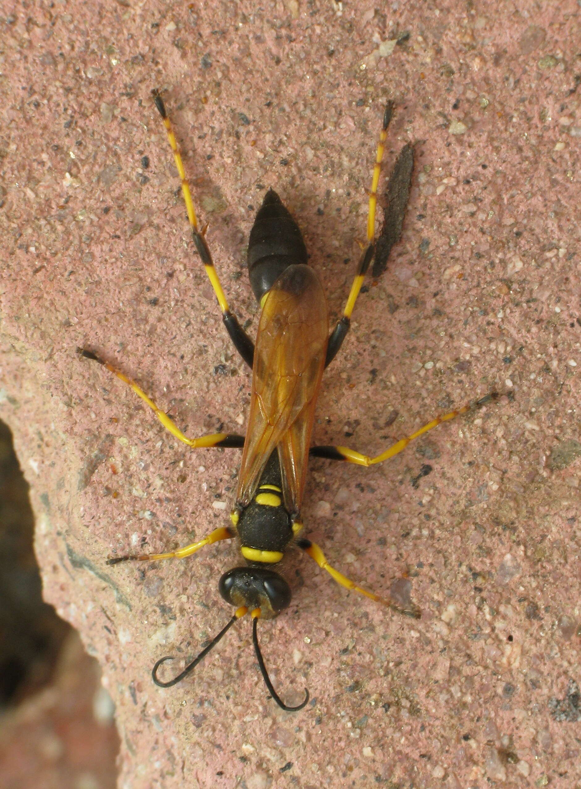 Image of mud daubers