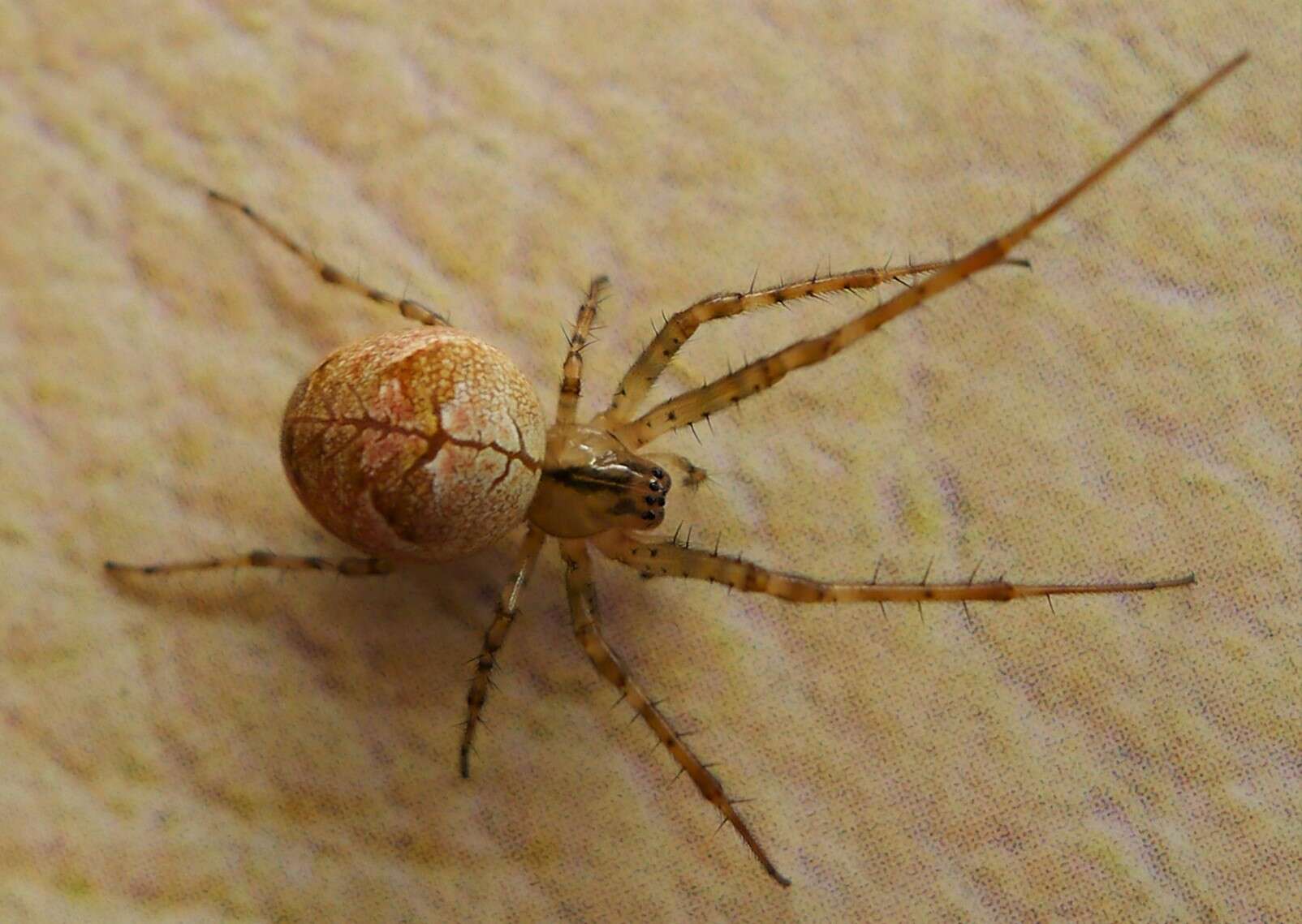 Image of Enoplognatha ovata (Clerck 1757)