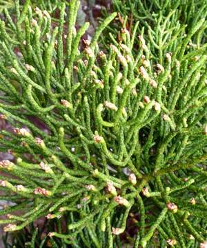 Image of Tasmanian cedars