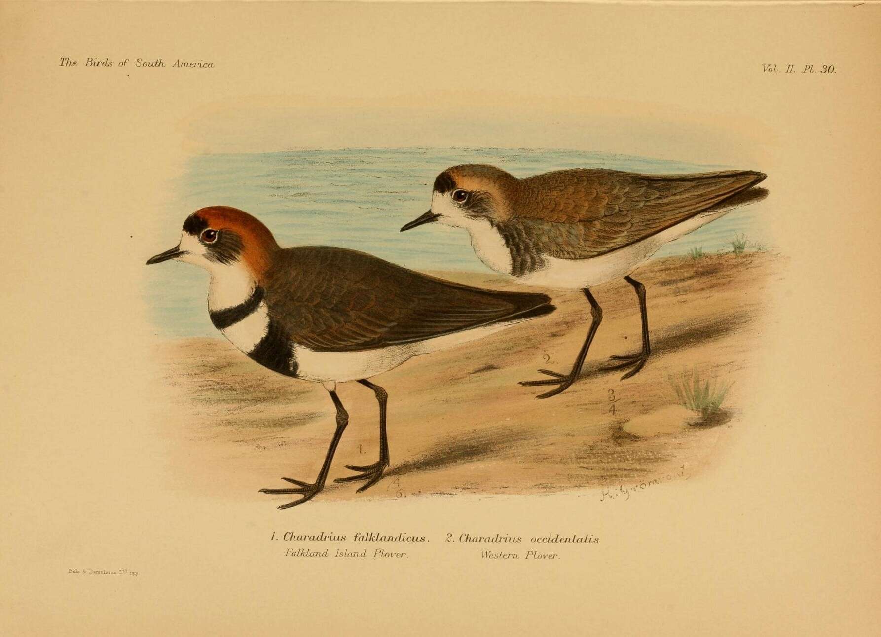 Image of Two-banded Plover
