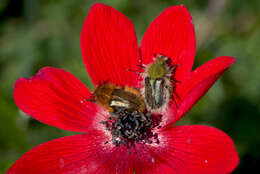 Image of broad-leaved anemone