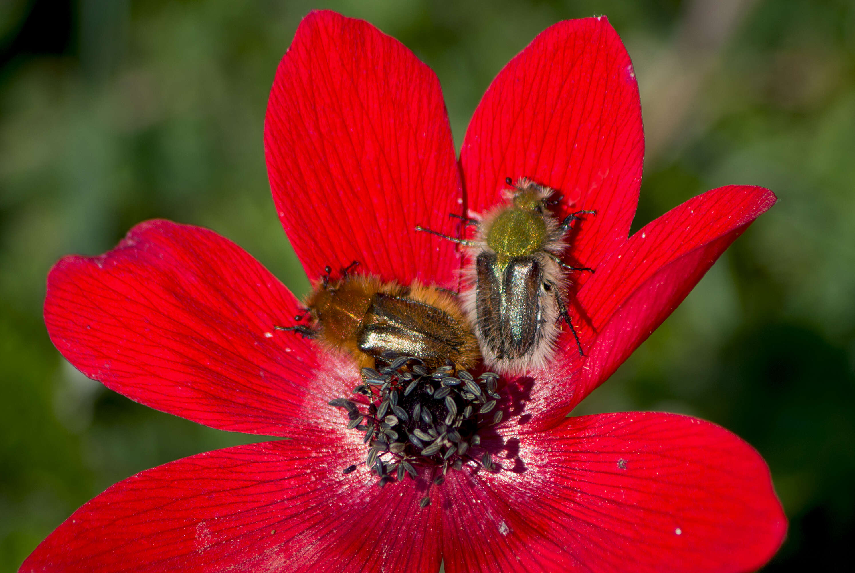 Image of broad-leaved anemone