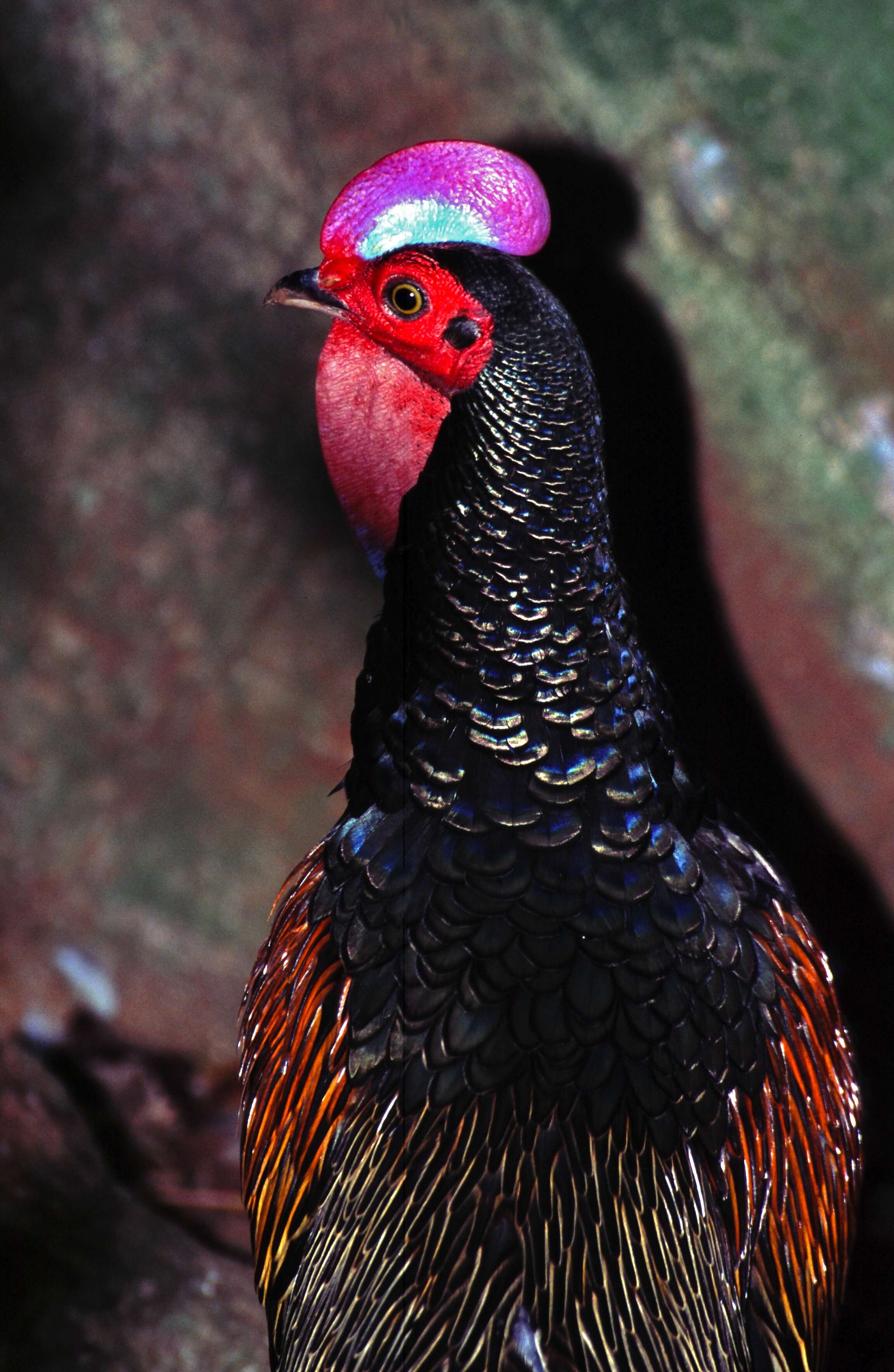 Image of Green Junglefowl