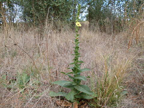 Image of wand mullein