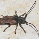 Image of Thylactus angularis Pascoe 1866